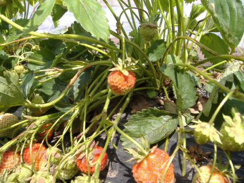 Strawberry Fields Forever
