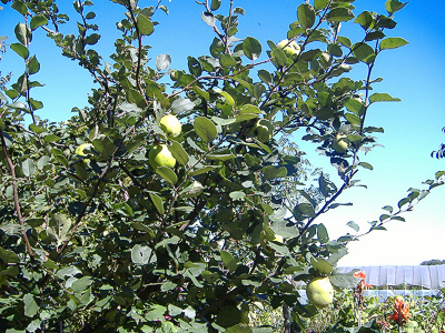 �m���H���t�����X�H
